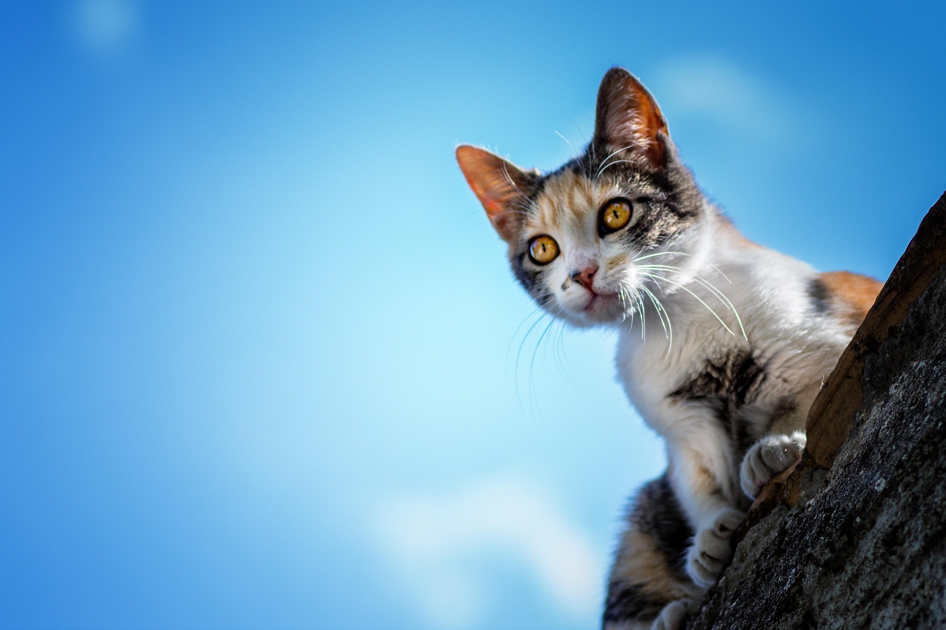A calico street cat perched on a wall against a vivid blue sky