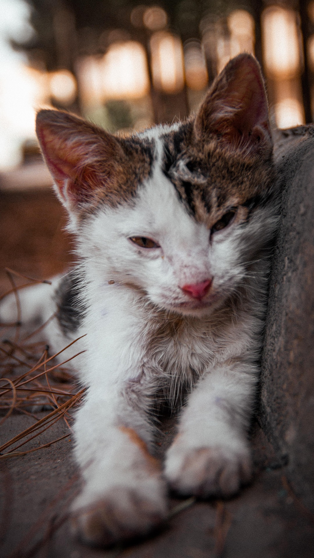 A scruffy, underfed stray kitten resting on the ground, in need of care